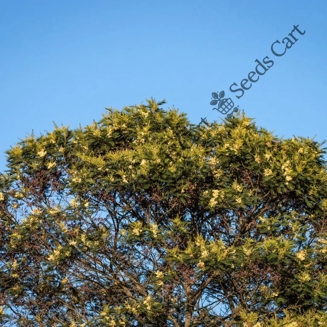 African Wattle Seeds — seed packet | Buy vegetable seeds online India | SeedsCart