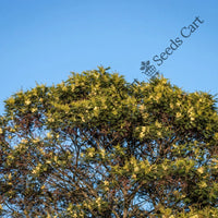 African Wattle Seeds — seed packet | Buy vegetable seeds online India | SeedsCart