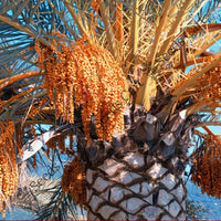 Canary Island Date Palm — mature tree | Forestry and reforestation seeds | SeedsCart