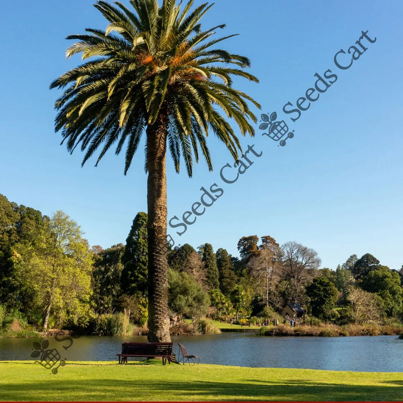 planting canary island date palm seeds Canary Island Date Palm (Phoenix canariensis)