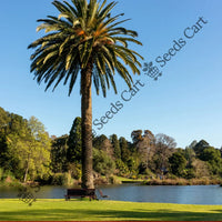 Canary Island Date Palm — seed packet | Buy tree seeds online India | SeedsCart