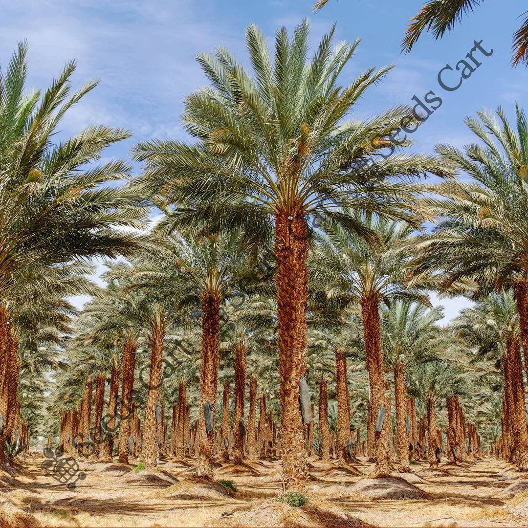 Date Palm — seed packet | Buy tree seeds online India | SeedsCart