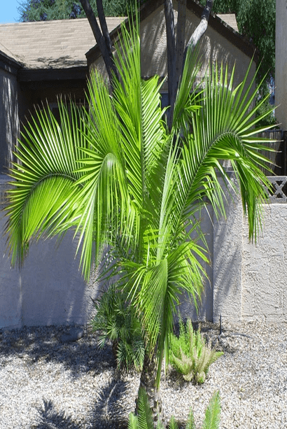 Phoenix rupicola — seed packet | Buy vegetable seeds online India | SeedsCart