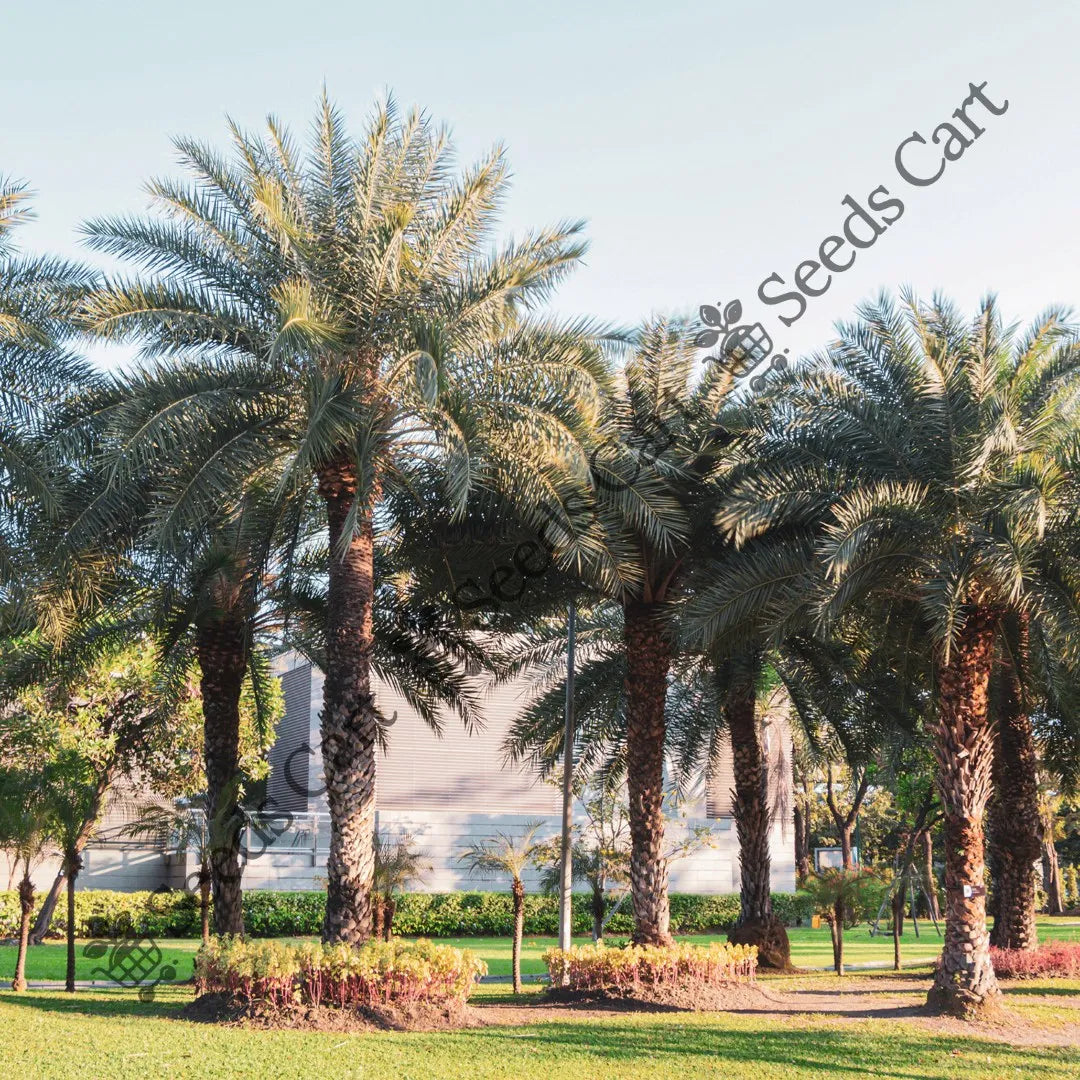 Indian Date Seeds — seed packet | Buy vegetable seeds online India | SeedsCart