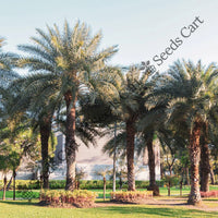 Indian Date Seeds — seed packet | Buy vegetable seeds online India | SeedsCart