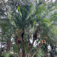 Phoenix rupicola