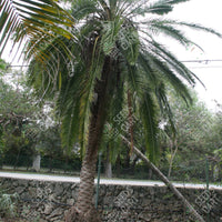 Phoenix rupicola