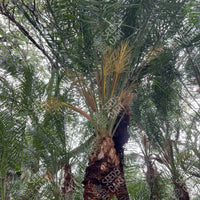 Phoenix rupicola