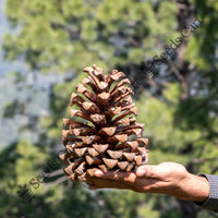 Chilghoza Pine Seeds — plant growing in garden | Non-GMO vegetable seeds | SeedsCart