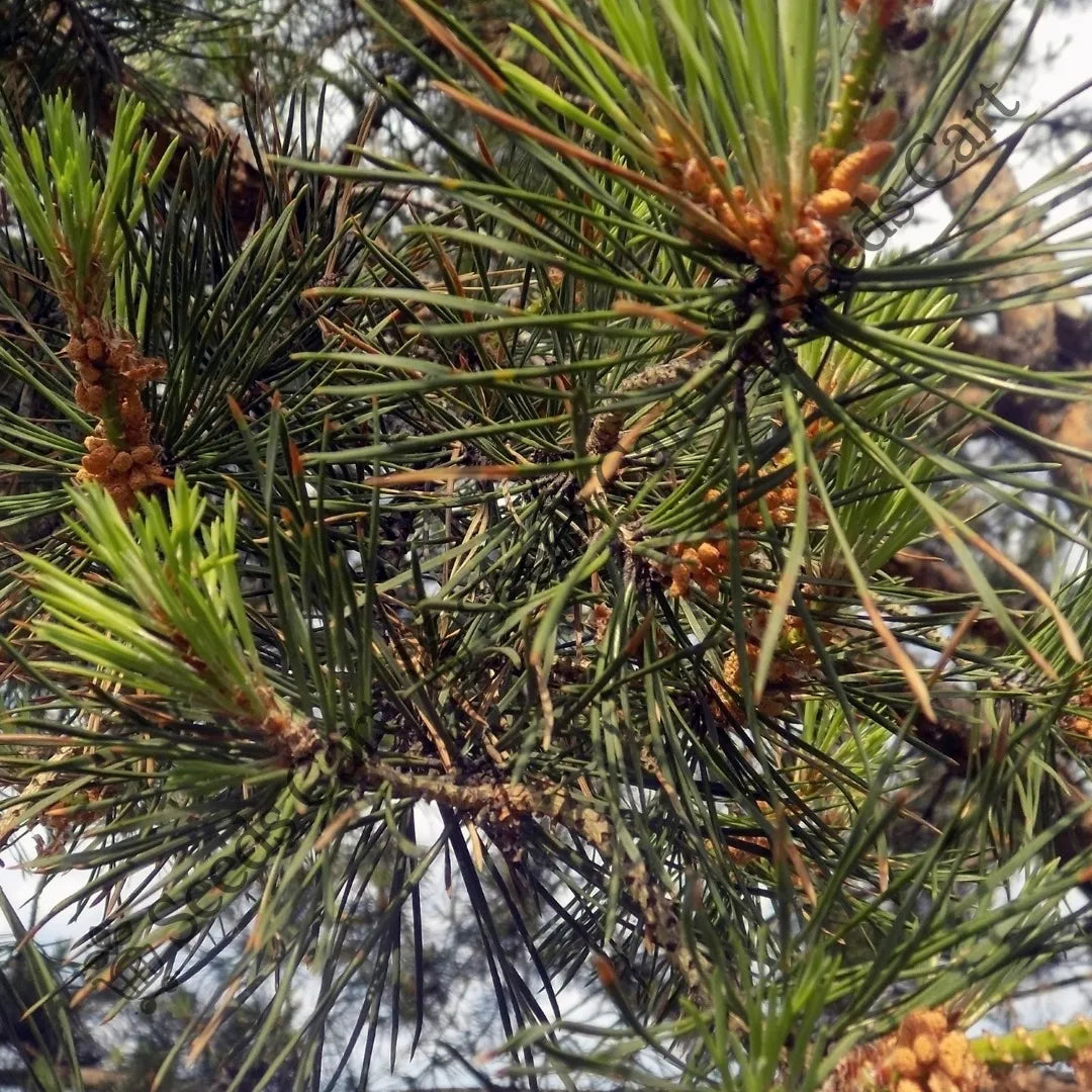 Chilghoza Pine Seeds — seed packet | Buy vegetable seeds online India | SeedsCart