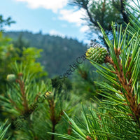 Chir Pine Seeds — plant growing in garden | Non-GMO vegetable seeds | SeedsCart