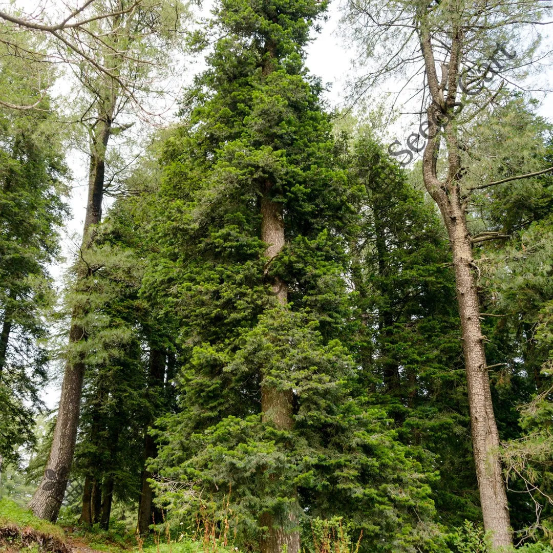 Chir Pine Seeds — seed packet | Buy vegetable seeds online India | SeedsCart