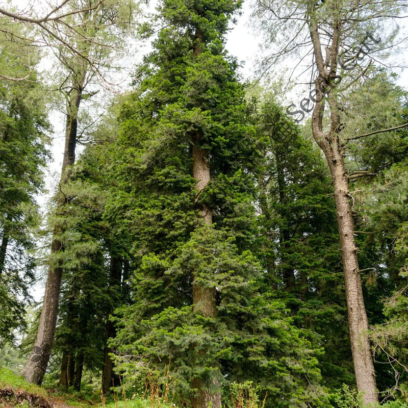 Chir Pine Seeds — seed packet | Buy vegetable seeds online India | SeedsCart