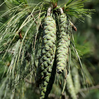 Himalayan Blue Pine Seeds — plant growing in garden | Non-GMO vegetable seeds | SeedsCart