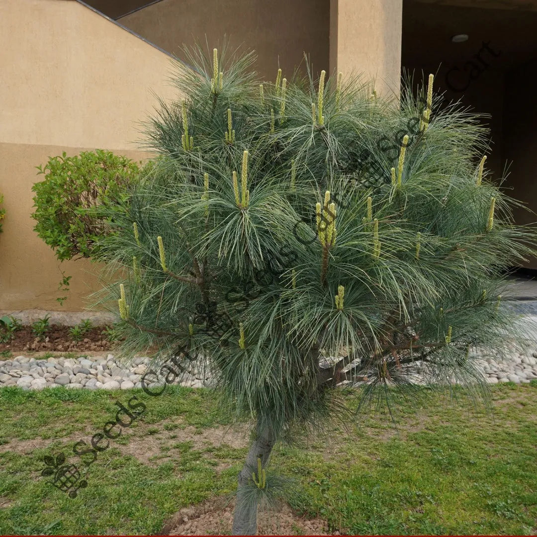 Himalayan Blue Pine Seeds — seed packet | Buy vegetable seeds online India | SeedsCart