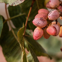 Green Almond Seeds — plant growing in garden | Non-GMO vegetable seeds | SeedsCart
