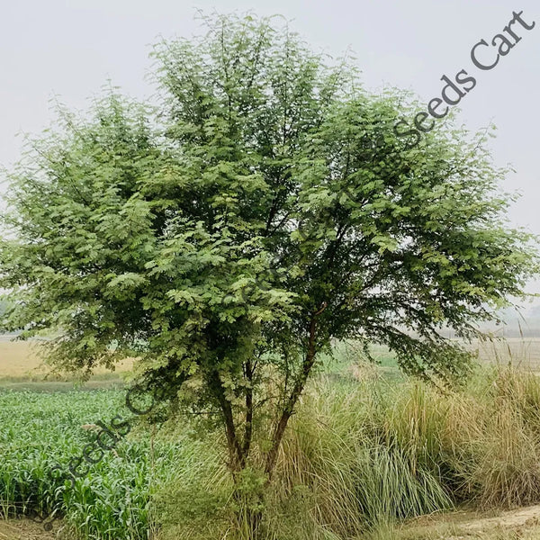 Madras Thorn Seeds — seed packet | Buy vegetable seeds online India | SeedsCart