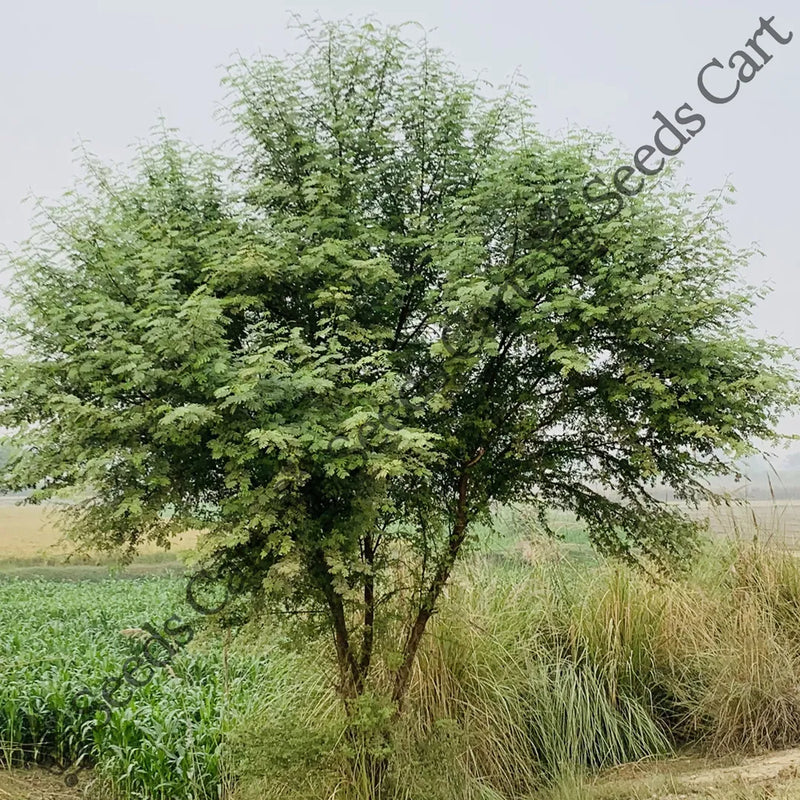 Madras Thorn Seeds — seed packet | Buy vegetable seeds online India | SeedsCart