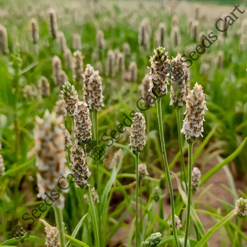 Psyllium Seeds — seed packet | Buy vegetable seeds online India | SeedsCart