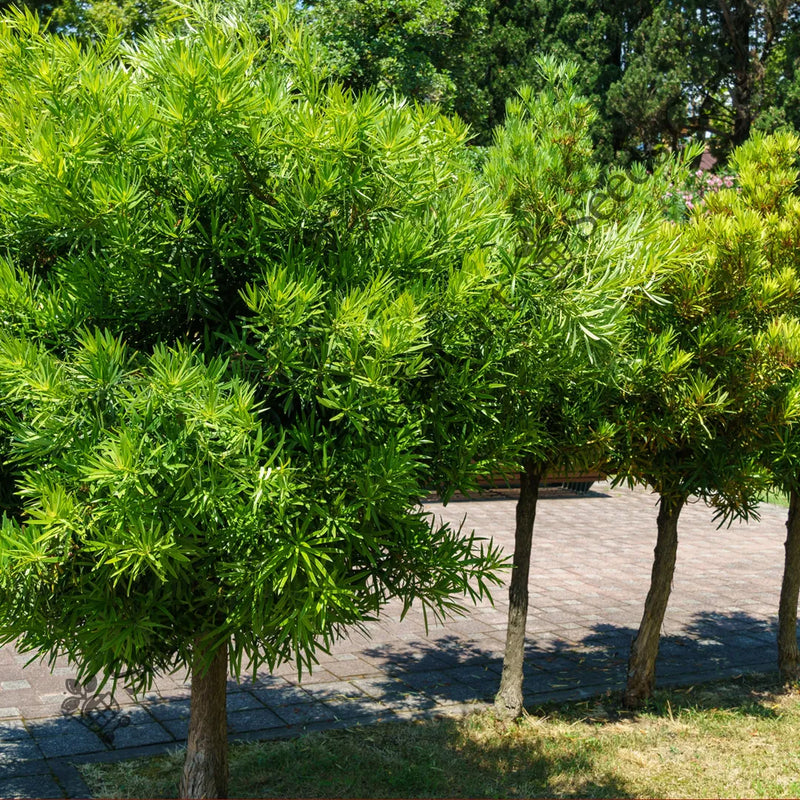 Buddhist Pine Seeds — seed packet | Buy vegetable seeds online India | SeedsCart