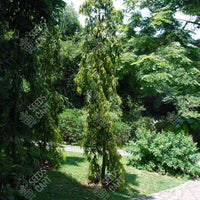 Polyalthia longifolia