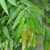 Polyalthia longifolia