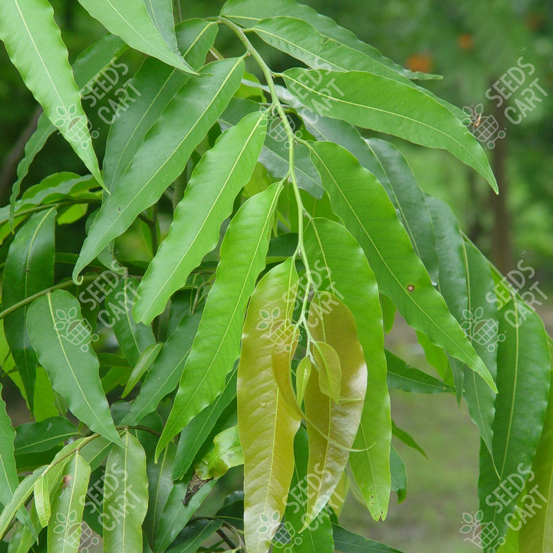 Polyalthia longifolia