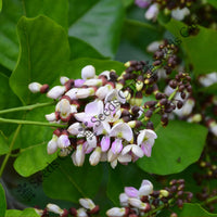Indian Beech Tree — mature tree | Forestry and reforestation seeds | SeedsCart
