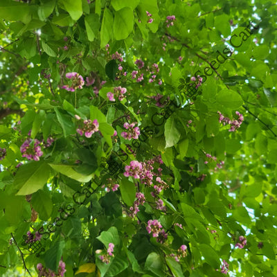 Indian Beech Tree (Pongamia pinnata)