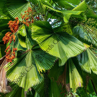 Hawaiian Fan Palm — seed packet | Buy tree seeds online India | SeedsCart