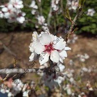 The Almond Seeds — plant growing in garden | Non-GMO vegetable seeds | SeedsCart