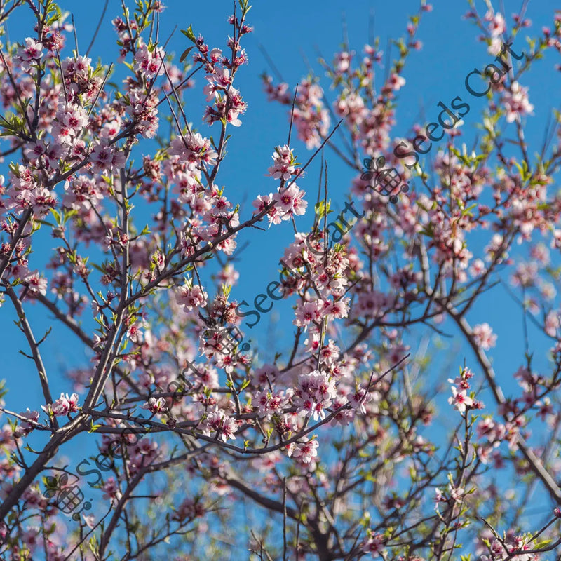 The Almond Seeds — seed packet | Buy vegetable seeds online India | SeedsCart