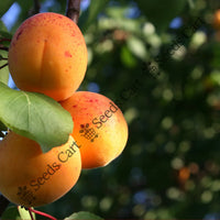 The Apricot Seeds — plant growing in garden | Non-GMO vegetable seeds | SeedsCart