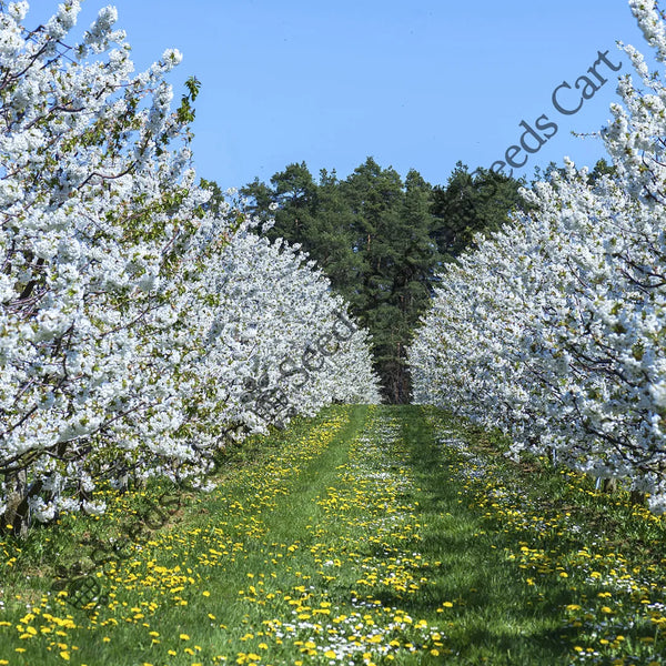 Wild Cherry Seeds — seed packet | Buy vegetable seeds online India | SeedsCart