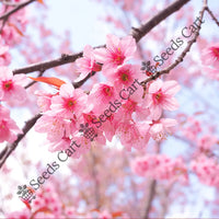 Wild Himalayan Cherry Seeds — plant growing in garden | Non-GMO vegetable seeds | SeedsCart