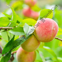 Peach Tree — mature tree | Forestry and reforestation seeds | SeedsCart