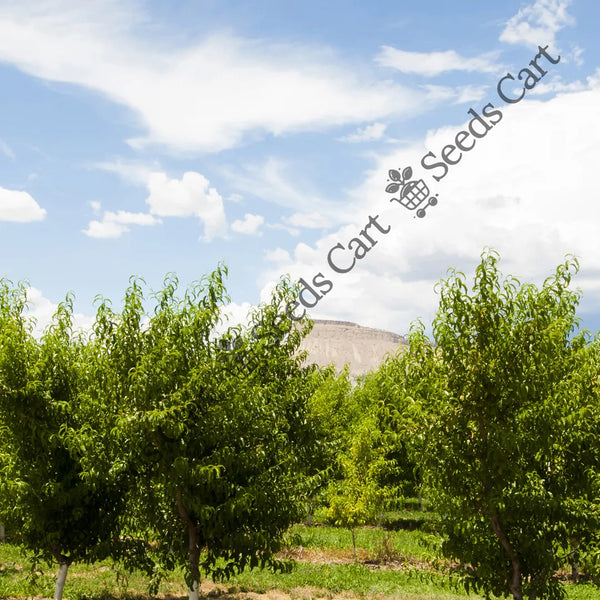 Peach Tree — seed packet | Buy tree seeds online India | SeedsCart