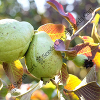 Common Guava Seeds — plant growing in garden | Non-GMO vegetable seeds | SeedsCart