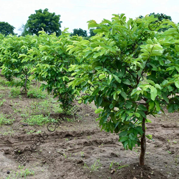 Common Guava Seeds — seed packet | Buy vegetable seeds online India | SeedsCart