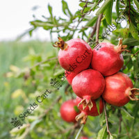 Pomegranate Seeds — plant growing in garden | Non-GMO vegetable seeds | SeedsCart