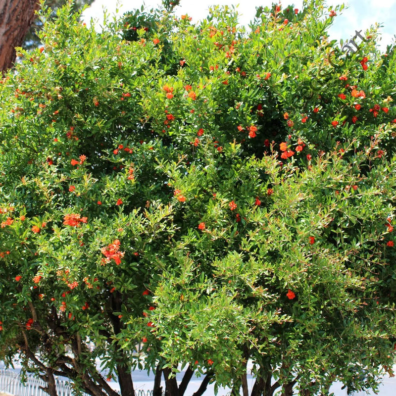 Pomegranate Seeds — seed packet | Buy vegetable seeds online India | SeedsCart