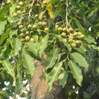 Putranjiva roxburghii