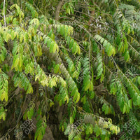 Putranjiva roxburghii