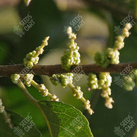 Putranjiva roxburghii