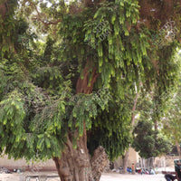 Putranjiva roxburghii