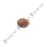 Royal Palm — tree leaves close-up | Native Indian tree seeds | SeedsCart