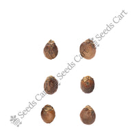 Royal Palm — tree seeds | Agroforestry seeds India | SeedsCart