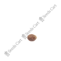 Royal Palm — growing sapling | Tree plantation seeds | SeedsCart