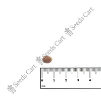 Royal Palm — full grown tree | ISF certified tree seeds | SeedsCart