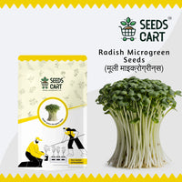 Radish Golden Microgreen Seeds — fresh microgreens harvest | 7-day ready | SeedsCart